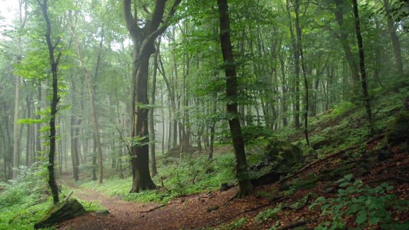 The ancient beech forest of Tátika Hill