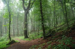 The ancient beech forest of Tátika Hill