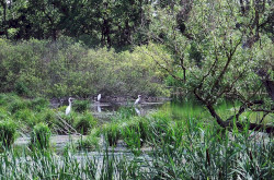 The great egret