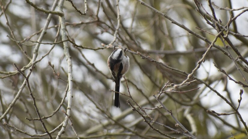 The long-tailed tit 