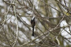 The long-tailed tit 