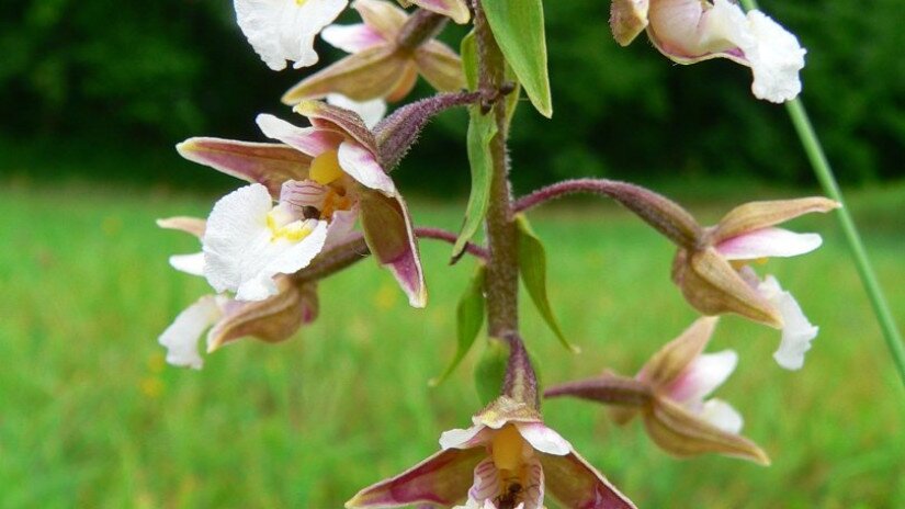 The marsh helleborine (Epipactis palustris)