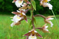 The marsh helleborine (Epipactis palustris)