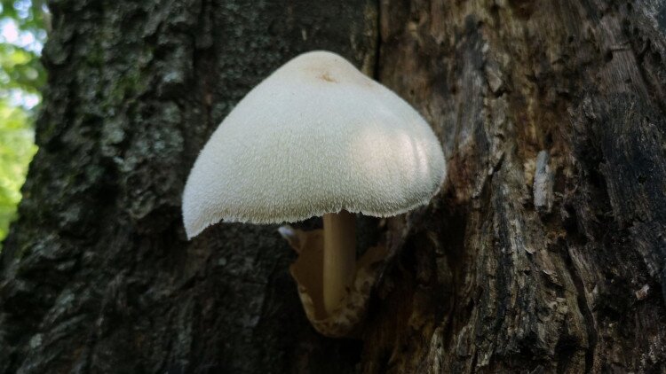 Mushroom of the year 2021