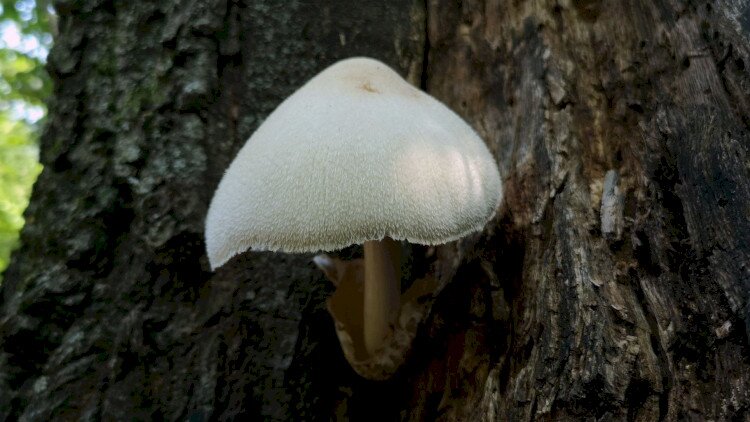 Mushroom of the year 2021