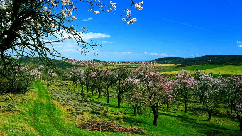 Tihany Peninsula in spring, flowering