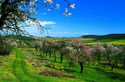 Tihany Peninsula in spring, flowering