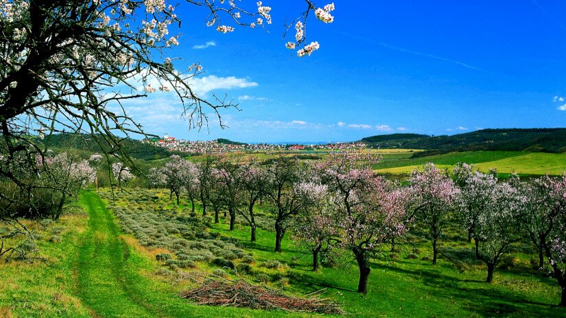 Tihany Peninsula in spring, flowering