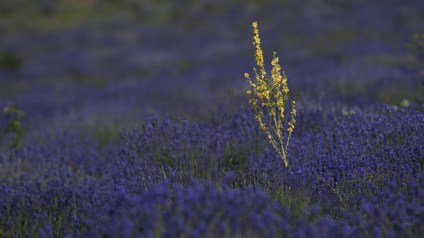 Tihanyi levendulás