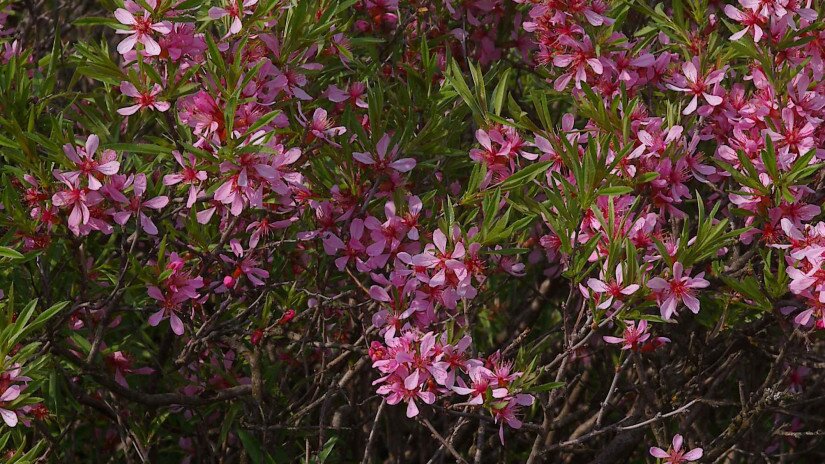 Törpe mandula (Prunus tenella)