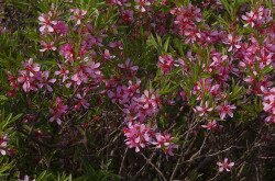 Törpe mandula (Prunus tenella)