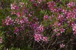 Törpe mandula (Prunus tenella)