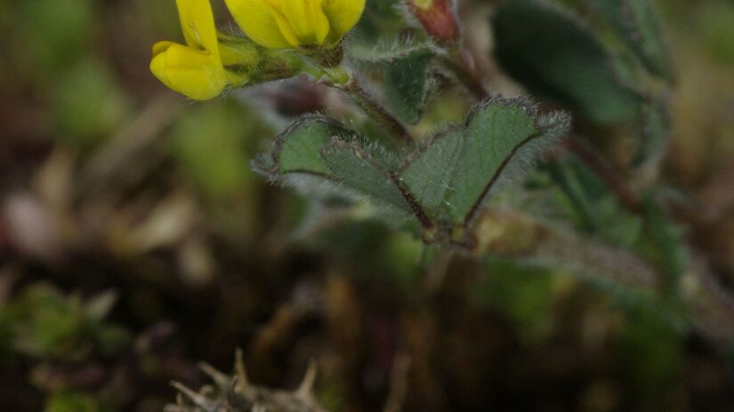 Töviskés lucerna (Medicago rigidula)