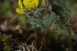 Töviskés lucerna (Medicago rigidula)