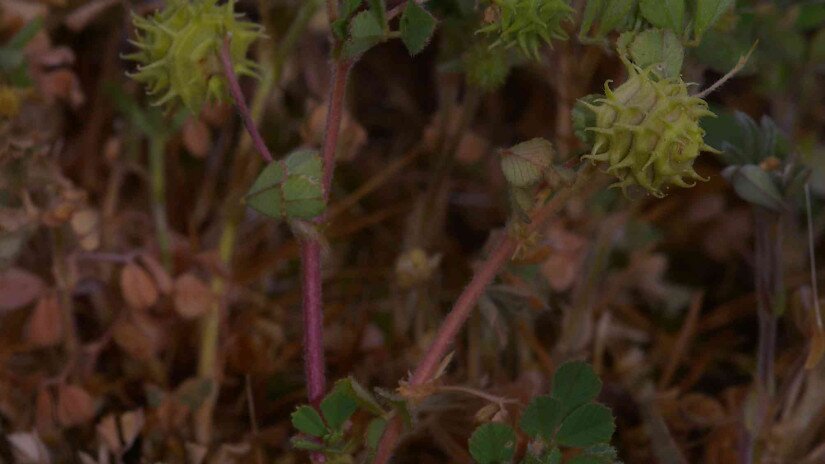 Töviskés lucerna (Medicago rigidula)