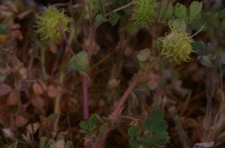 Töviskés lucerna (Medicago rigidula)