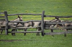 Ungarische Parlageseln im Meierhof, Salföld