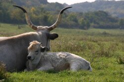 Ungarische Steppenrinder im Káli-Becken