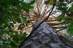 Ur-Kiefer in Fenyőfő, von unten gesehen