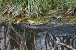 Úszó nutria