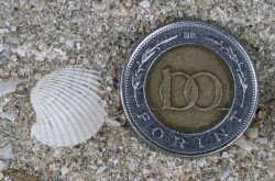 Várpalotai homokbánya Természetvédelmi Terület