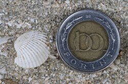 Várpalotai homokbánya Természetvédelmi Terület