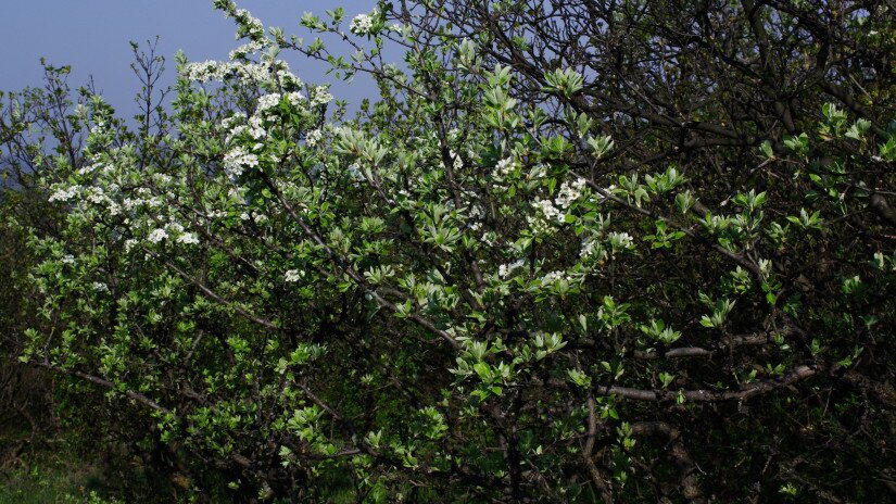 Vastaggallyú körte (Pyrus nivalis)