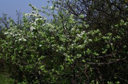 Vastaggallyú körte (Pyrus nivalis)