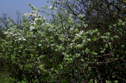 Vastaggallyú körte (Pyrus nivalis)
