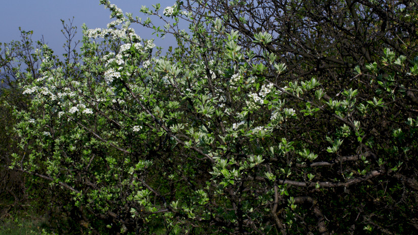 Vastaggallyú körte (Pyrus nivalis)