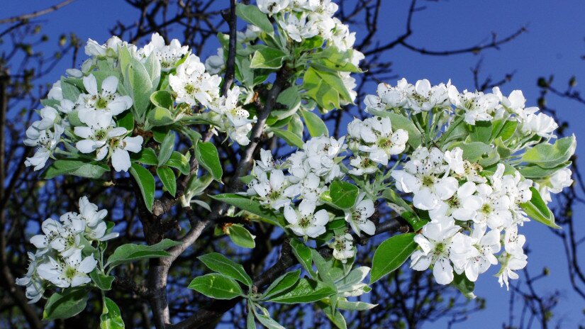 Vastaggallyú körte (Pyrus nivalis)