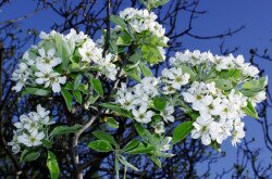 Vastaggallyú körte (Pyrus nivalis)