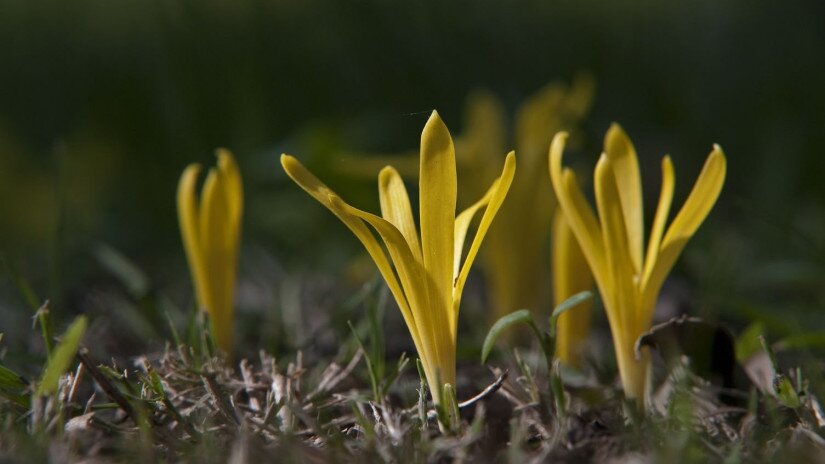 Vetővirág (Sternbergia colchiciflora)