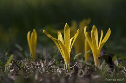 Vetővirág (Sternbergia colchiciflora)