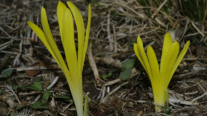 Vetővirág (Sternbergia colchiciflora)