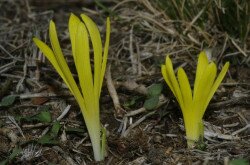 Vetővirág (Sternbergia colchiciflora)