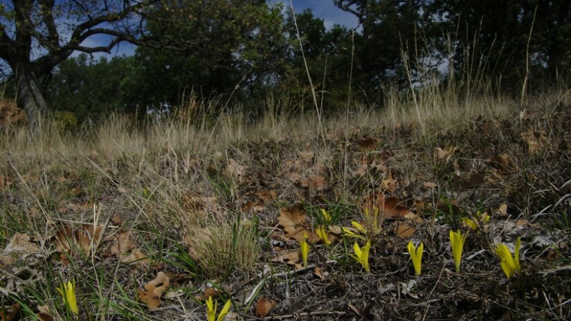 Vetővirág (Sternbergia colchiciflora) élőhelye