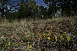 Vetővirág (Sternbergia colchiciflora) élőhelye