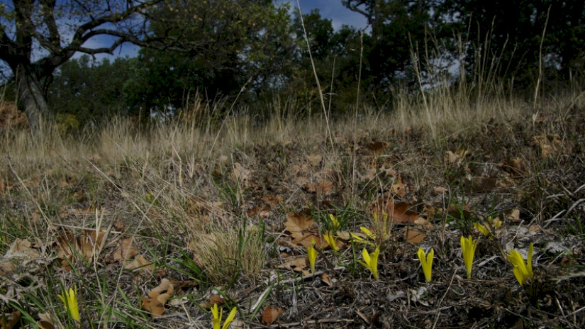 Vetővirág (Sternbergia colchiciflora) élőhelye