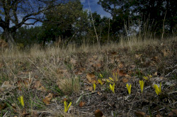 Vetővirág (Sternbergia colchiciflora) élőhelye