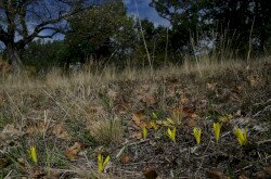 Vetővirág (Sternbergia colchiciflora) élőhelye