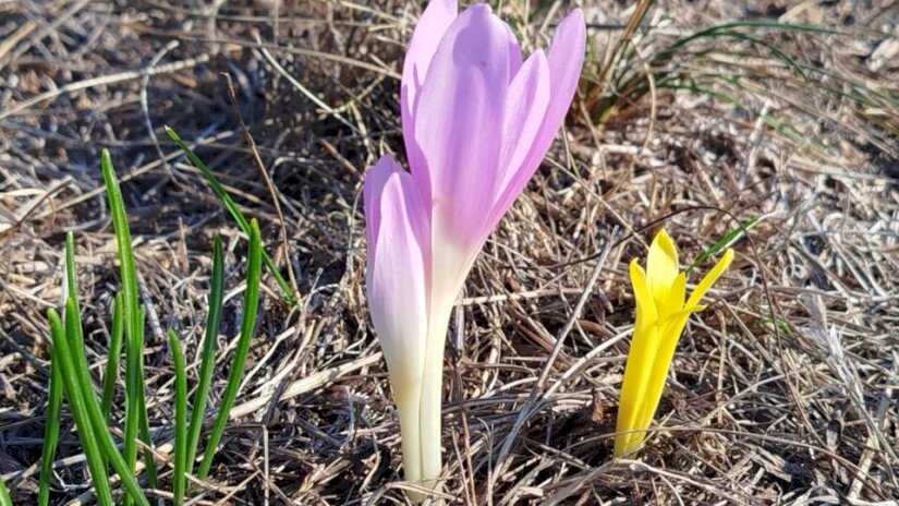 Vetővirág (Sternbergia colchiciflora) / Fotó: Erdős Sarolta (BfNPI)