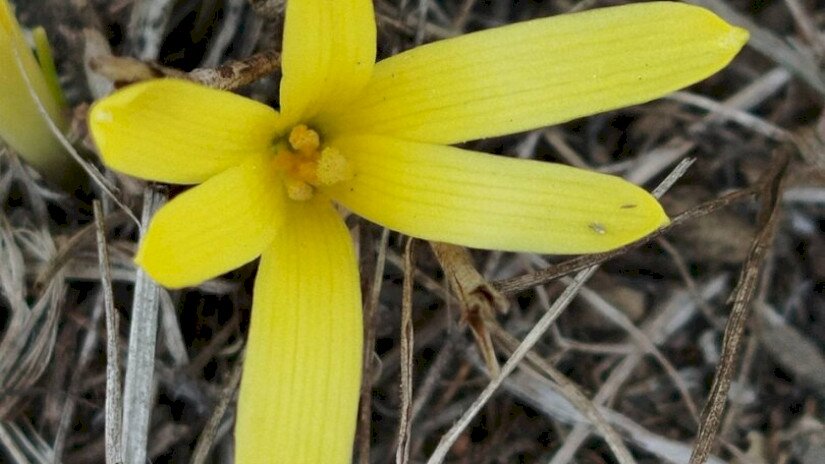 Vetővirág (Sternbergia colchiciflora) / Fotó: Erdős Sarolta (BfNPI)