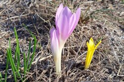 Vetővirág (Sternbergia colchiciflora) / Fotó: Erdős Sarolta (BfNPI)