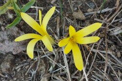 Vetővirág (Sternbergia colchiciflora) / Fotó: Erdős Sarolta (BfNPI)