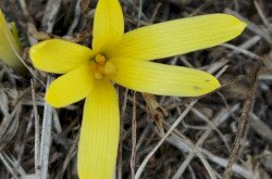 Vetővirág (Sternbergia colchiciflora) / Fotó: Erdős Sarolta (BfNPI)