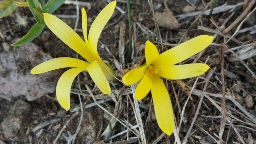 Vetővirág (Sternbergia colchiciflora) / Fotó: Erdős Sarolta (BfNPI)