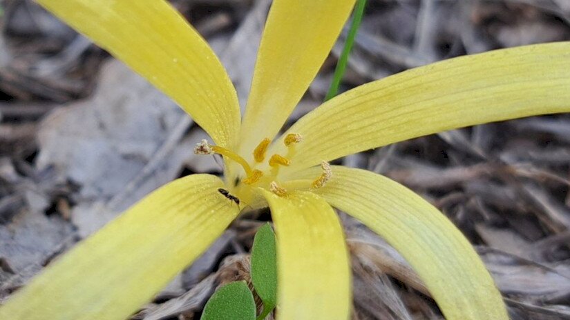 Vetővirág (Sternbergia colchiciflora) / Fotó: Kovács Hajnalka (BfNPI)