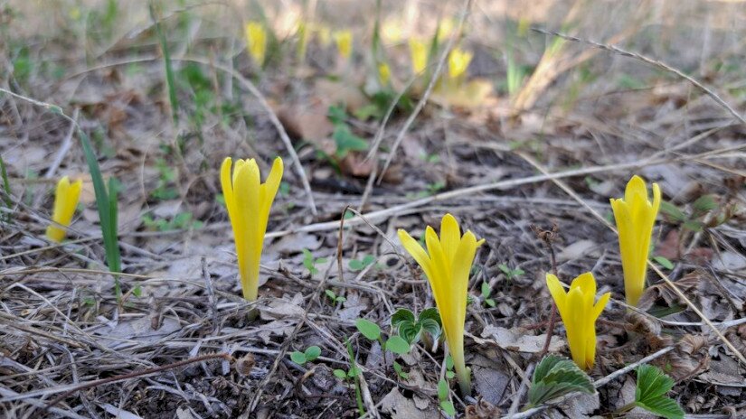 Vetővirág (Sternbergia colchiciflora) / Fotó: Kovács Hajnalka (BfNPI)