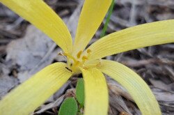 Vetővirág (Sternbergia colchiciflora) / Fotó: Kovács Hajnalka (BfNPI)